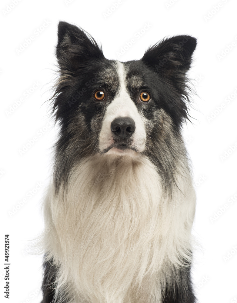 Close-up of a Border Collie, 8.5 years old