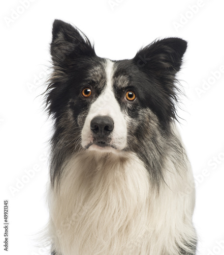 Close-up of a Border Collie, 8.5 years old © Eric Isselée