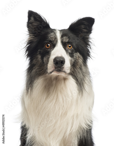 Close-up of a Border Collie, 8.5 years old