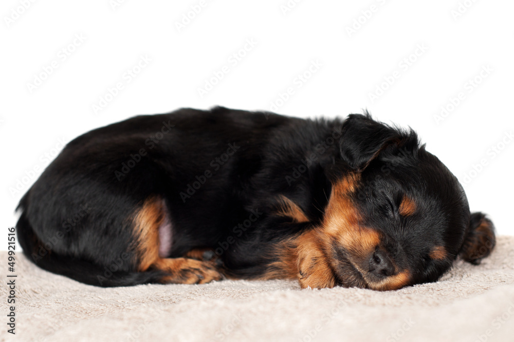 adorable little puppy asleep on the towel