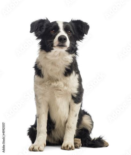 Border Collie sitting and looking away