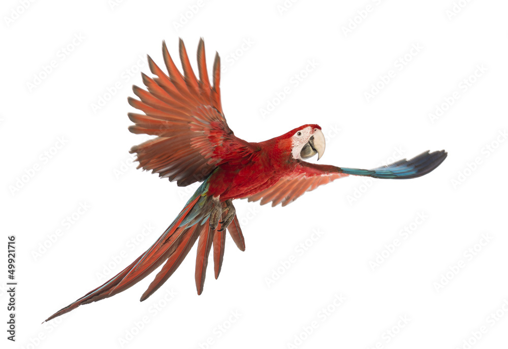 Naklejka premium Green-winged Macaw, Ara chloropterus, 1 year old, flying