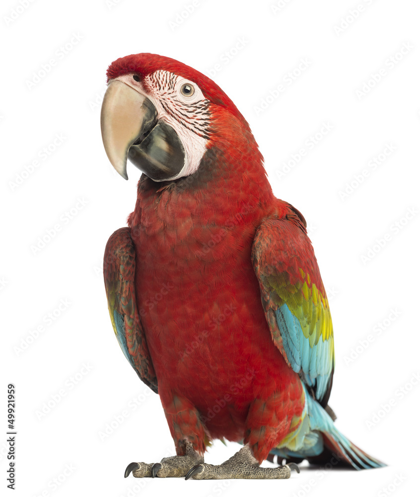 Obraz premium Green-winged Macaw, Ara chloropterus, 1 year old