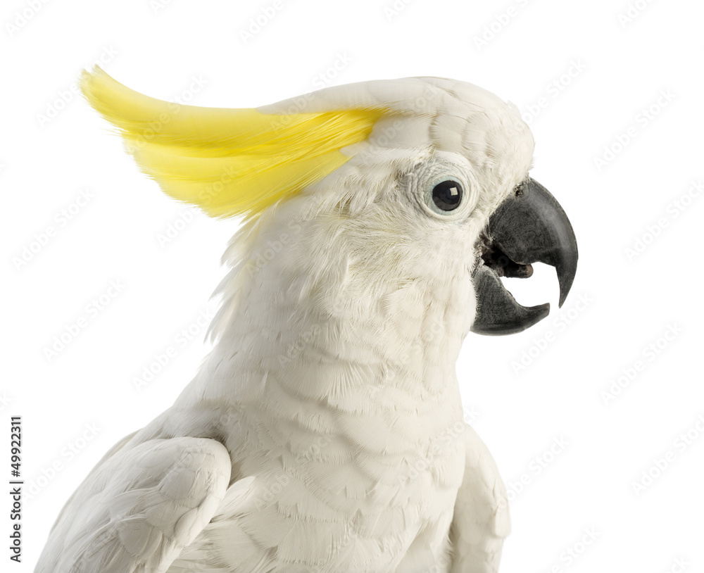 Sulphur-crested Cockatoo, Cacatua galerita, 30 years old Sulphur-crested Cockatoo, Cacatua galerita, 30 years old