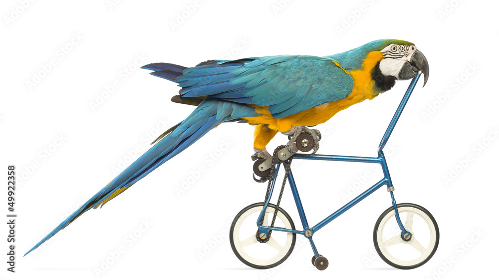 Fototapeta premium Side view of a Blue-and-yellow Macaw, Ara ararauna