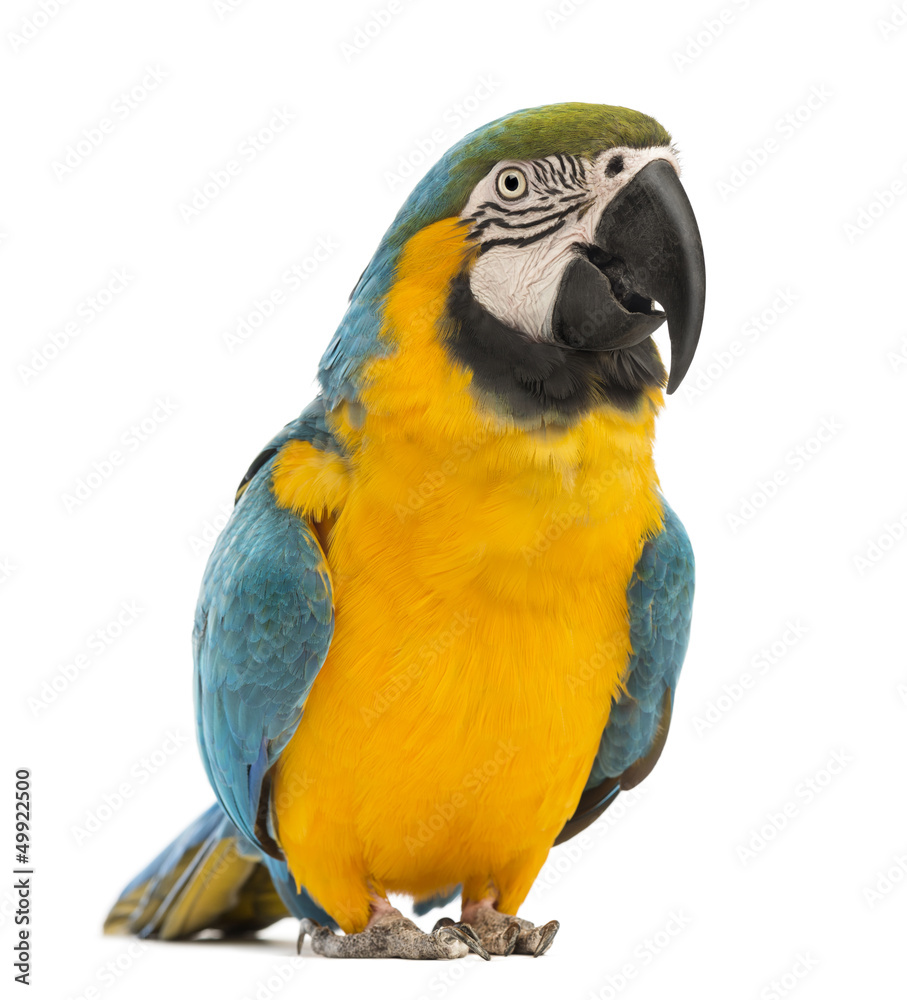 Blue-and-yellow Macaw, Ara ararauna, 30 years old Blue-and-yellow Macaw, Ara ararauna, 30 years old