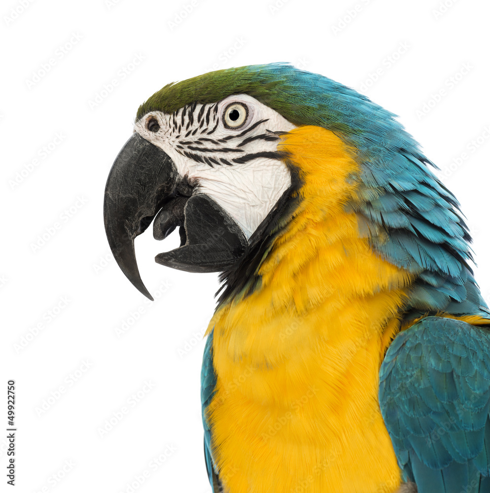Side view close-up of a Blue-and-yellow Macaw, Ara ararauna