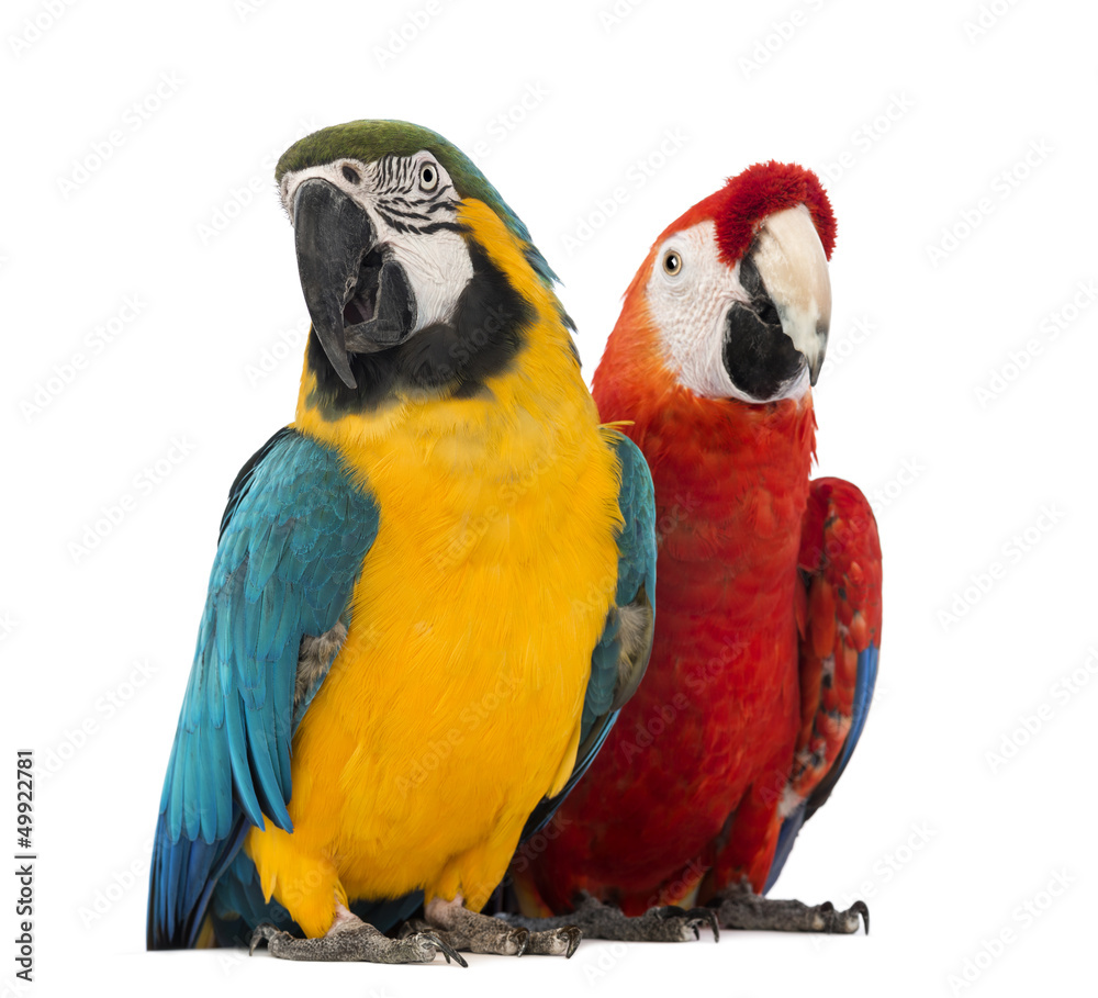 Fototapeta premium Blue-and-yellow Macaw, Ara ararauna, 30 years old