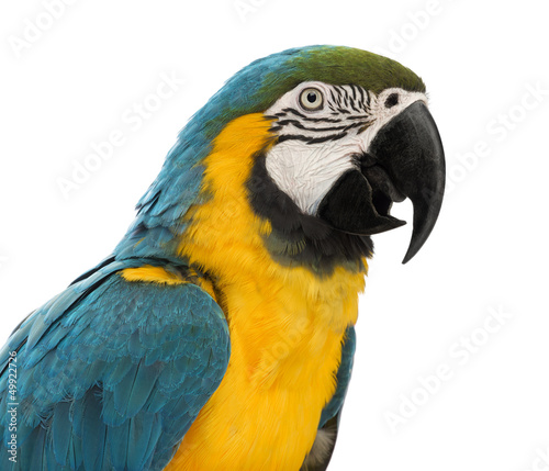 Close-up of a Blue-and-yellow Macaw, Ara ararauna, 30 years old © Eric Isselée