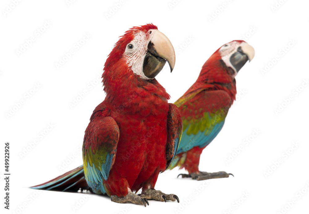 Two Green-winged Macaws, 1 year old