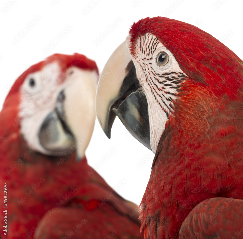 Fototapeta premium Close-up of two Green-winged Macaws, 1 year old