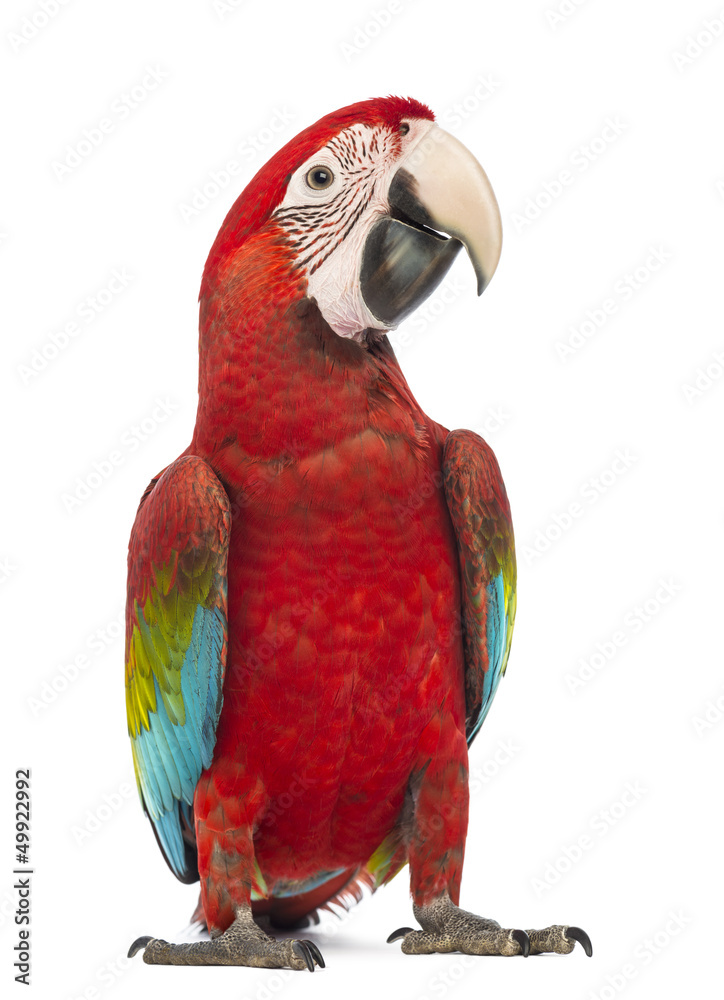 Obraz premium Ara zielonoskrzydła, Ara chloropterus, 1 rok