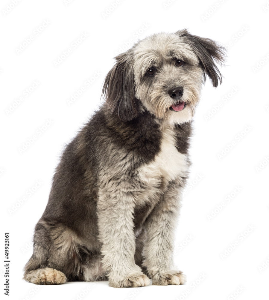 Crossbreed, 4 years old, sitting and looking at the camera