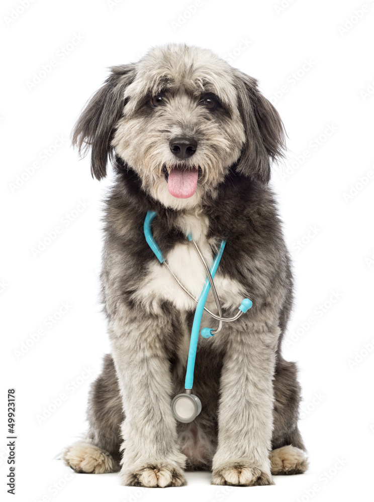Dog sitting and wearing a blue stethoscope around the neck Dog sitting and wearing a blue stethoscope around the neck