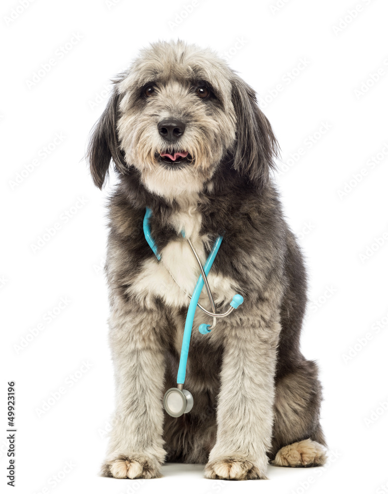 Dog sitting and wearing a blue stethoscope around the neck Dog sitting and wearing a blue stethoscope around the neck