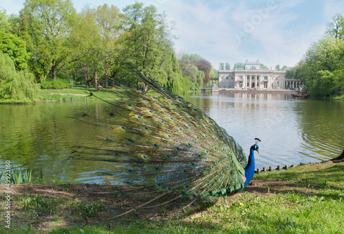 peacock in a classic park