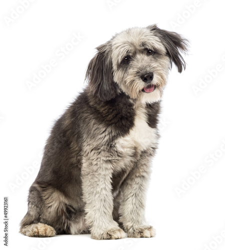 Crossbreed, 4 years old, sitting and looking at the camera © Eric Isselée