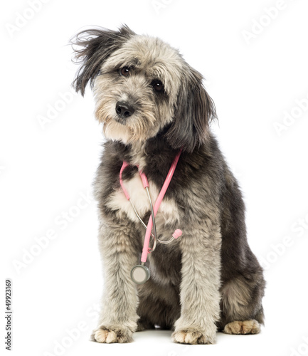 Dog sitting and wearing a pink stethoscope around the neck