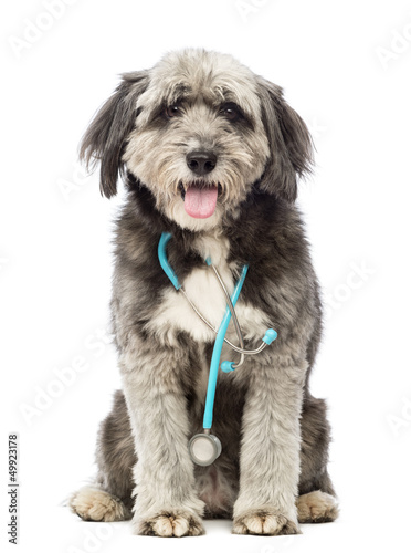 Dog sitting and wearing a blue stethoscope around the neck