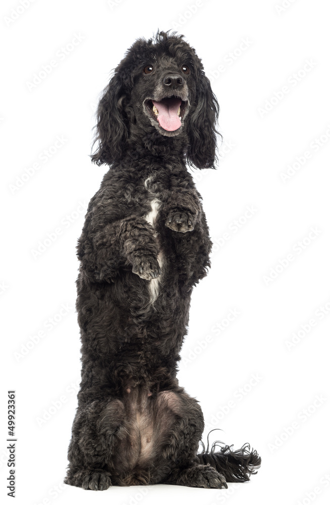 Poodle, 5 years old, in front of white background Poodle, 5 years old, in front of white background