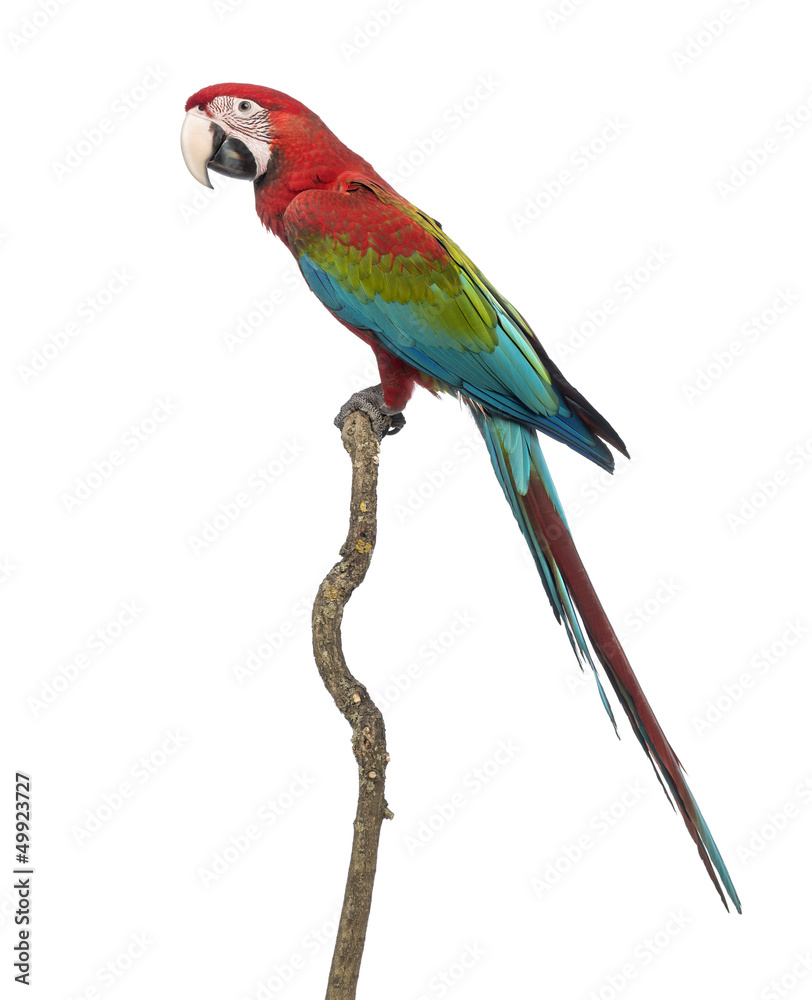 Obraz premium Ara zielonoskrzydła, Ara chloropterus, 1 rok