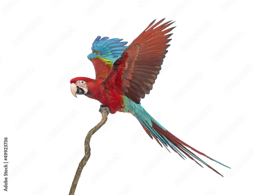 Fototapeta premium Green-winged Macaw, Ara chloropterus, 1 year old