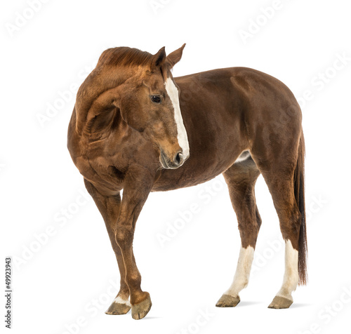 Horse looking back in front of white background