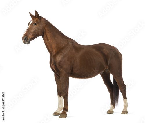 Side view of a Horse in front of white background