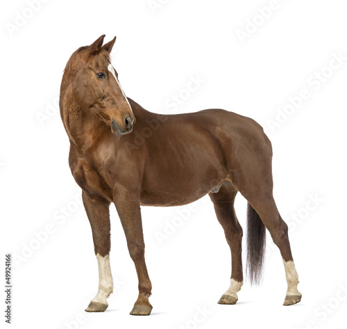 Side view of a Horse looking back in front of white background