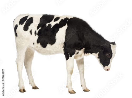 Side view of a Calf, 8 months old, looking down