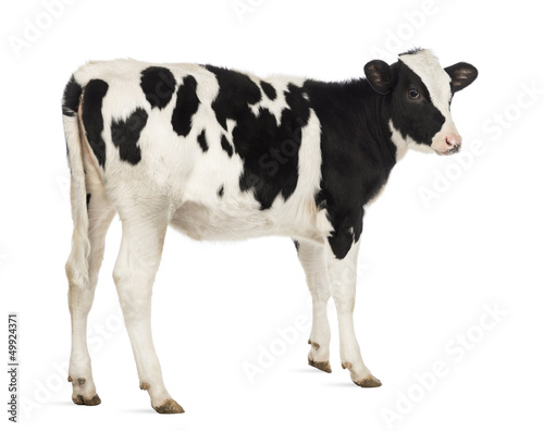 Rear view of a Veal, 8 months old, in front of white background