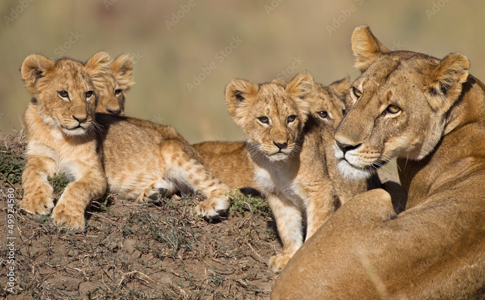 Naklejka premium Löwenbabys und Löwenmama in Afrika