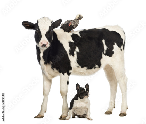Calf, 8 months old, standing with a Polish chicken
