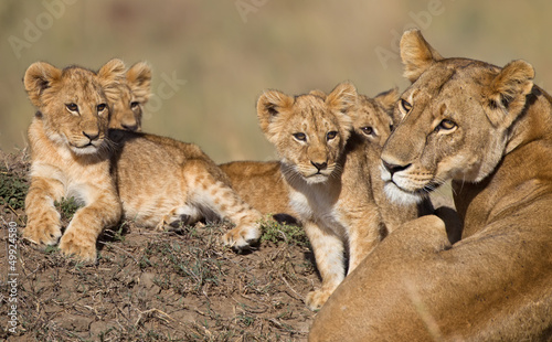 Löwenbabys und Löwenmama in Afrika