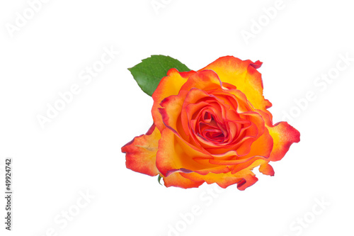 orangener Rose