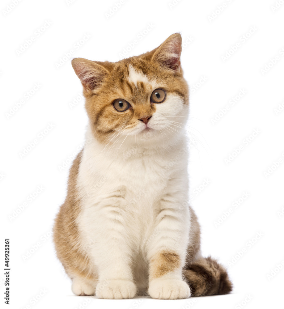 British Shorthair kitten, 3.5 months old, sitting