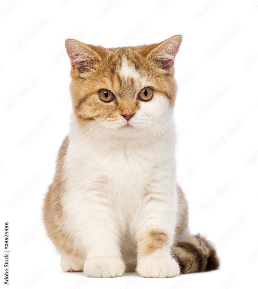 British Shorthair kitten, 3.5 months old, sitting