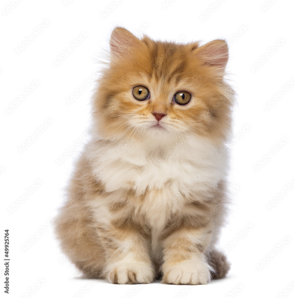 British Longhair kitten, 2 months old, sitting
