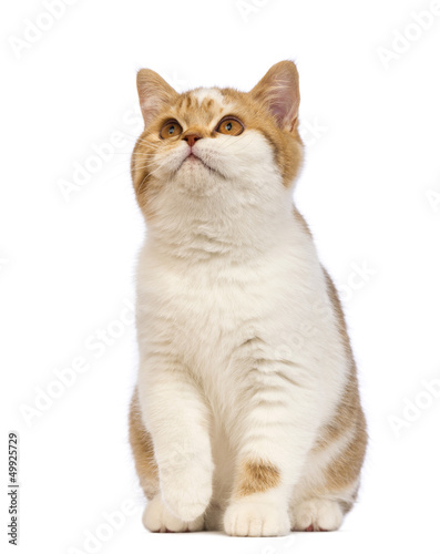 Fototapeta Naklejka Na Ścianę i Meble -  British Shorthair kitten, 3.5 months old, sitting and looking up