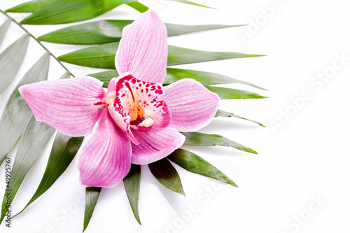 rosafarbene Orchideenbl  te