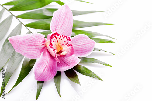 Fototapeta Naklejka Na Ścianę i Meble -  rosafarbene Orchideenblüte
