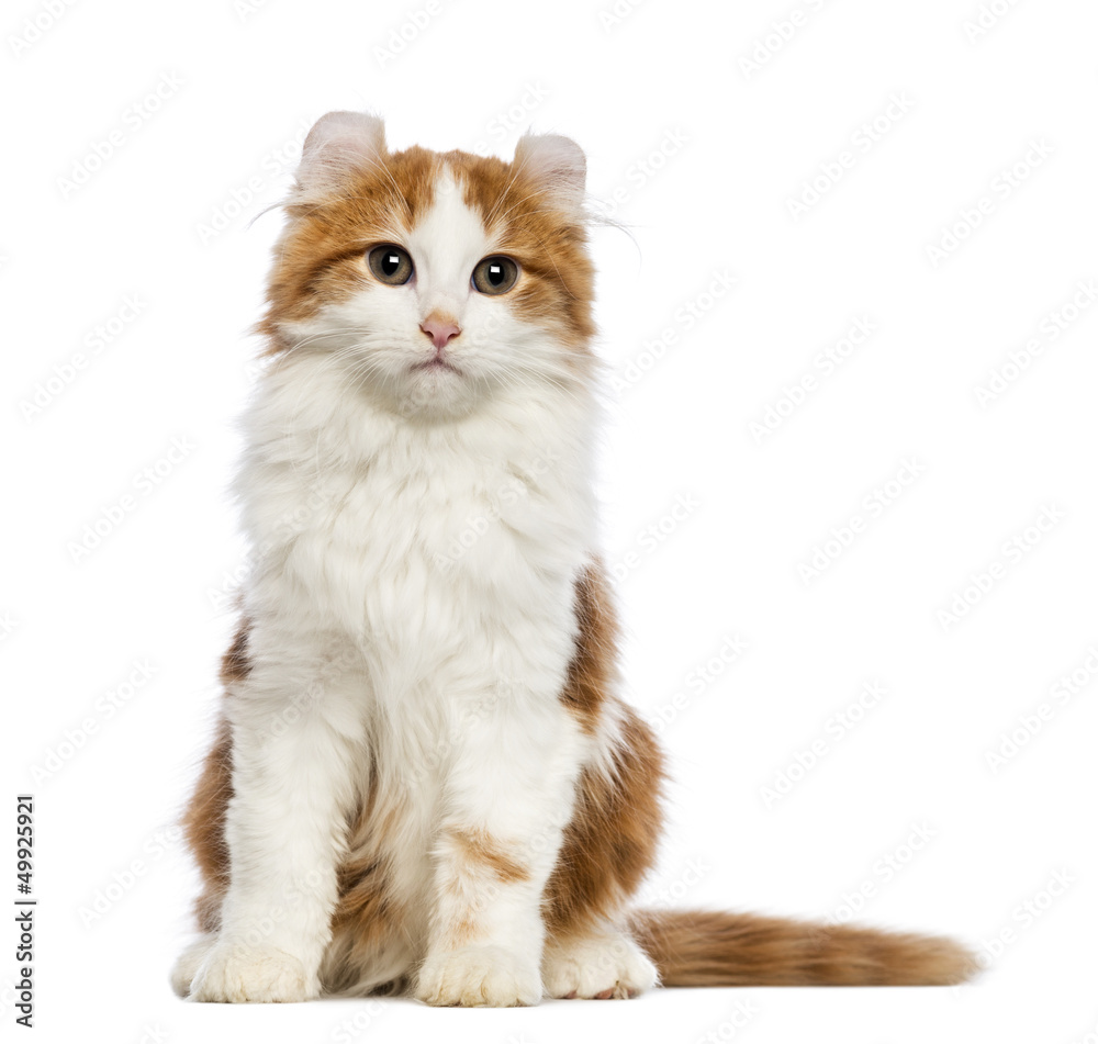 American Curl kitten, sitting and looking at the camera American Curl kitten, sitting and looking at the camera