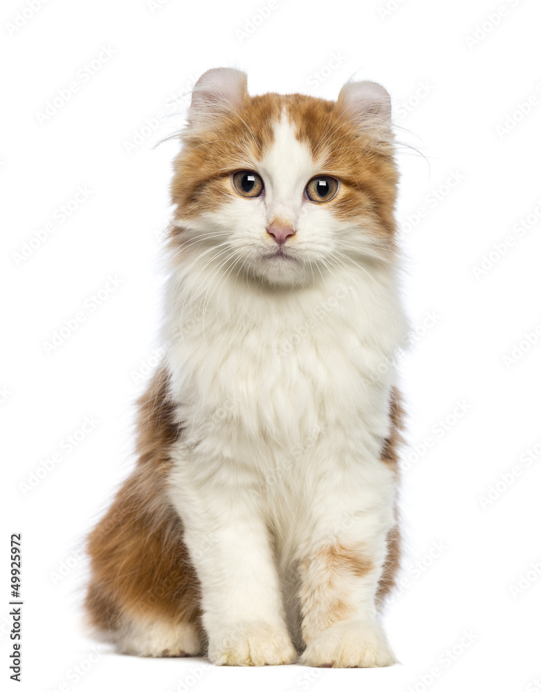 American Curl kitten, sitting and looking at the camera