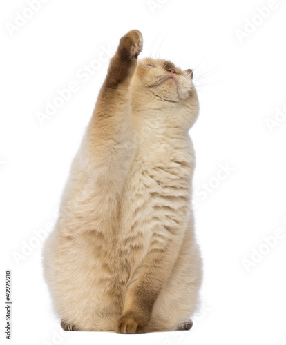 Fototapeta Naklejka Na Ścianę i Meble -  Fat British Shorthair, sitting, looking up and reaching