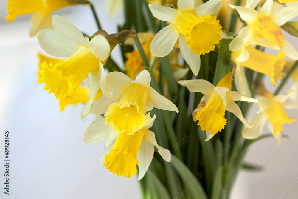 Fototapeta premium Jonquilles, fleur, printemps, bouquet, jaune, décoratif