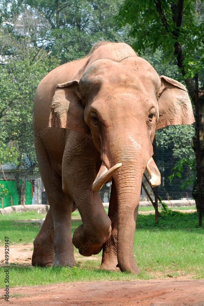 Fototapeta premium animal elephant