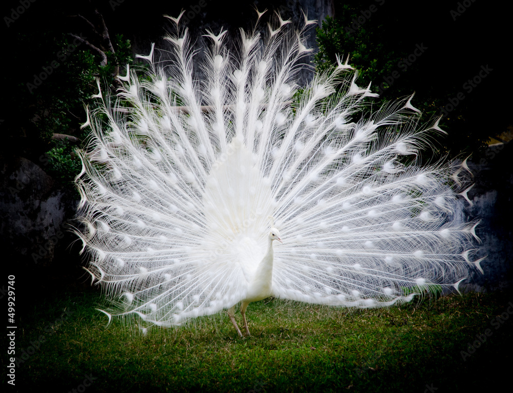 Obraz premium white peacock