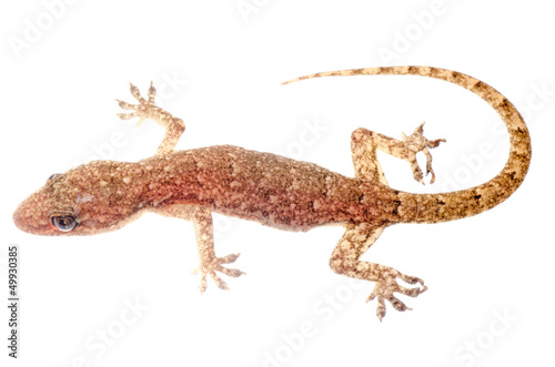 Chinese Oriental leaftoed gecko