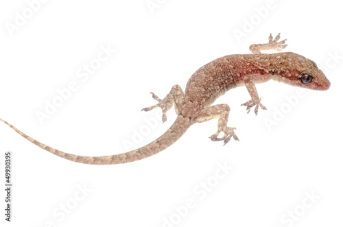 Chinese Oriental leaftoed gecko