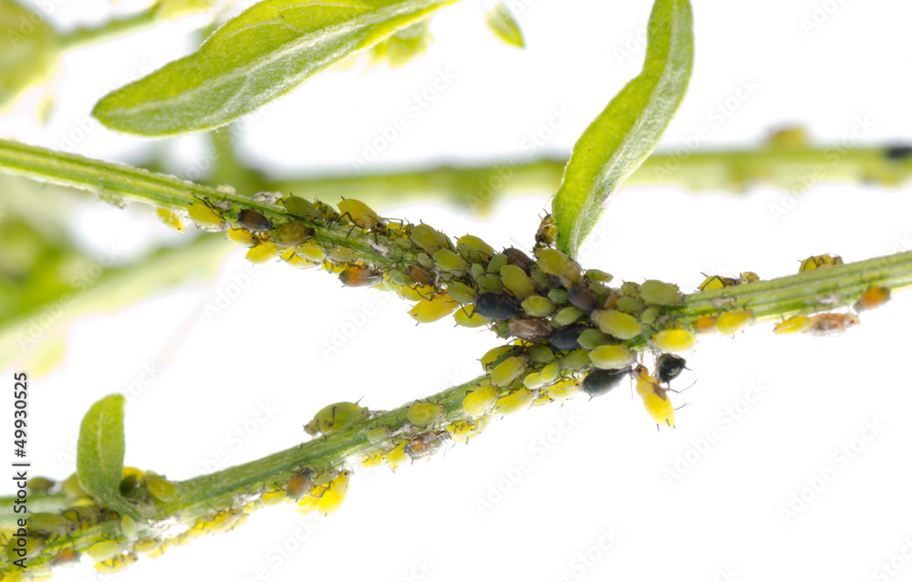 Fototapeta premium animal insect aphid